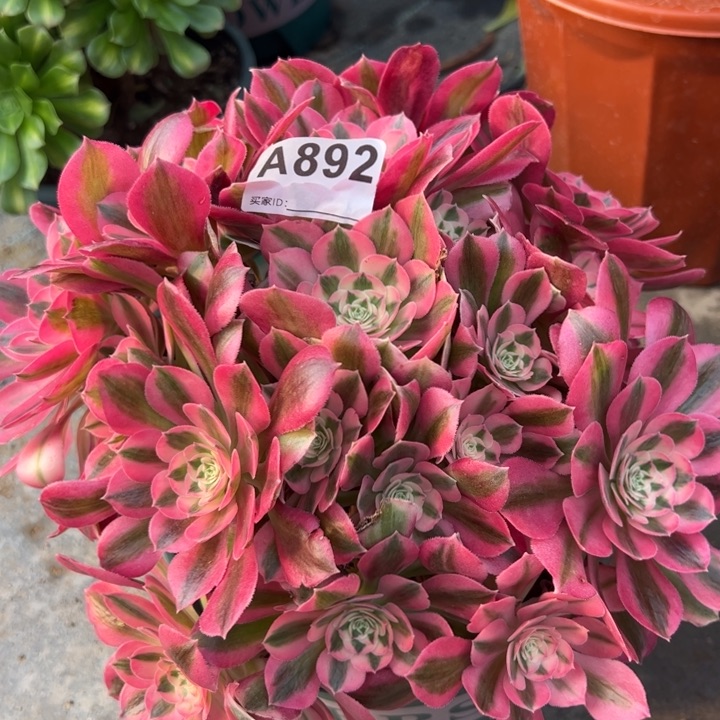 892女巫25厘米左右