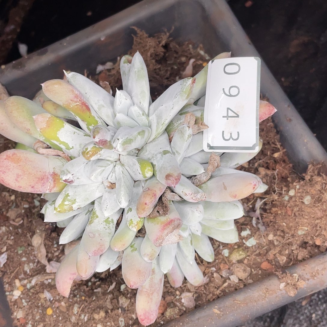 兜***?拇指特价不售后0943