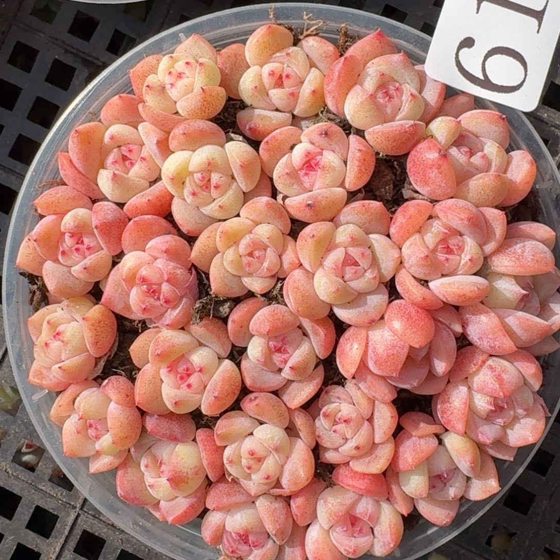 多肉植物多肉植物610