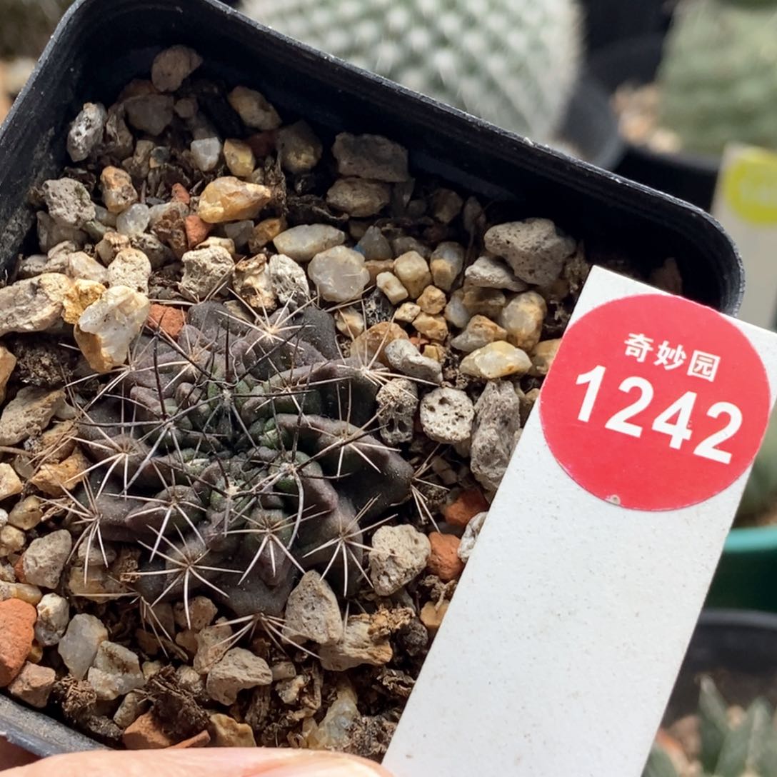 实生素妆玉3.2cm一路顺风