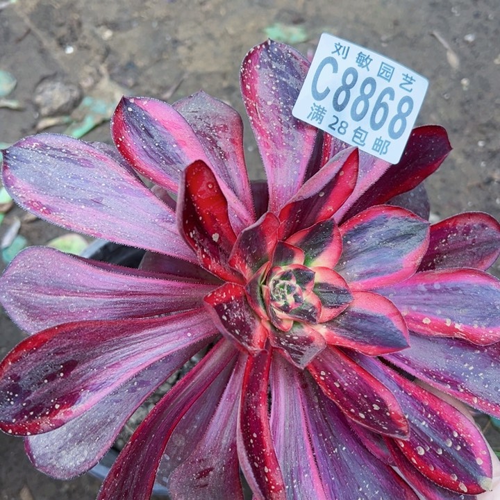 红魔女多肉植物法师8868