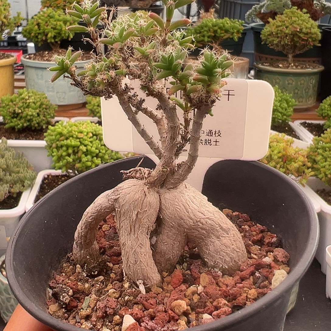 718号姬红小松12.19多肉