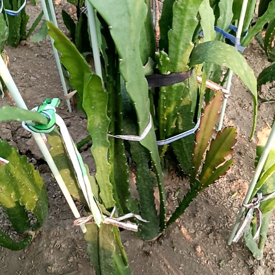 腾***A完全开放令箭何花中国红