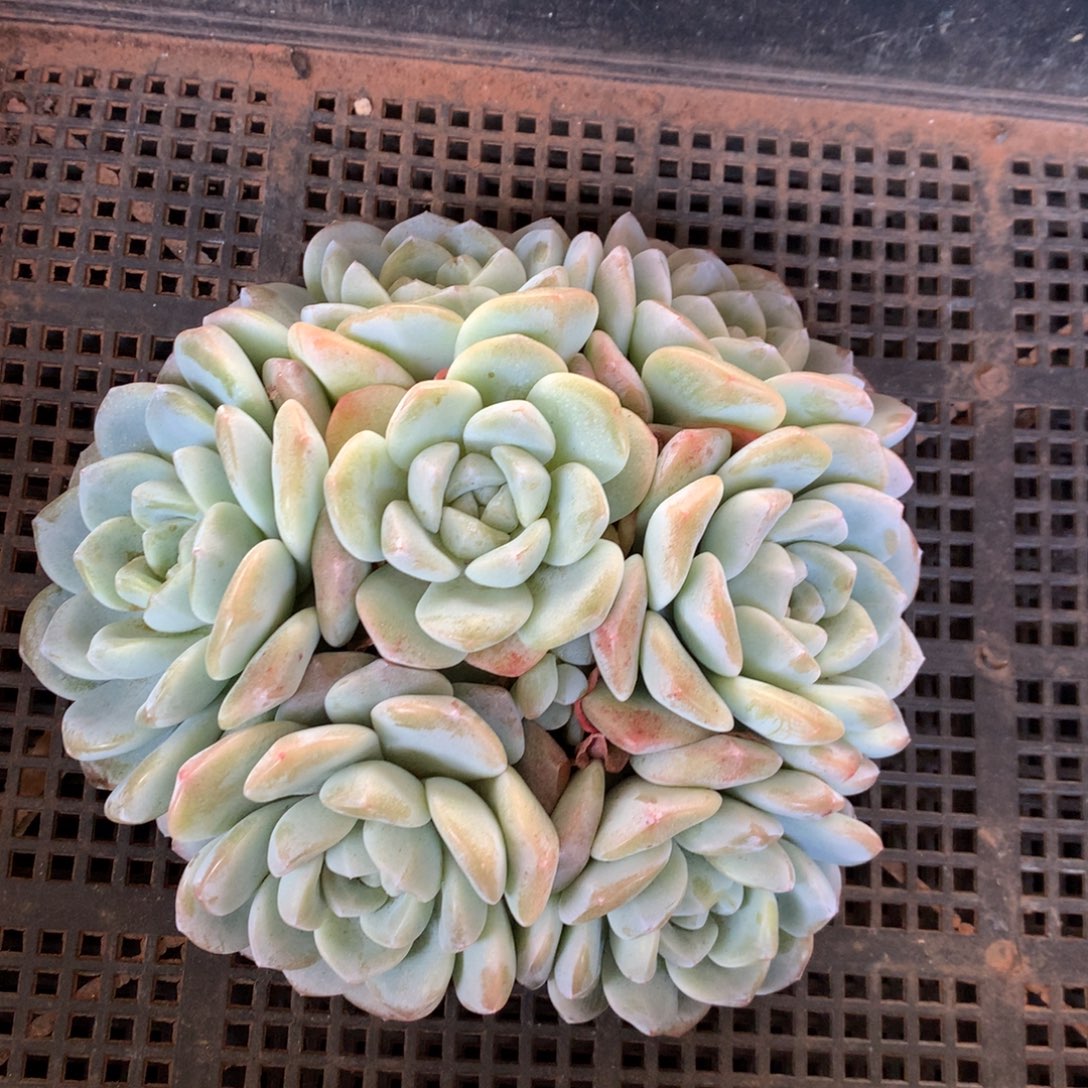冰玉群 新疆西藏内蒙古不包邮的