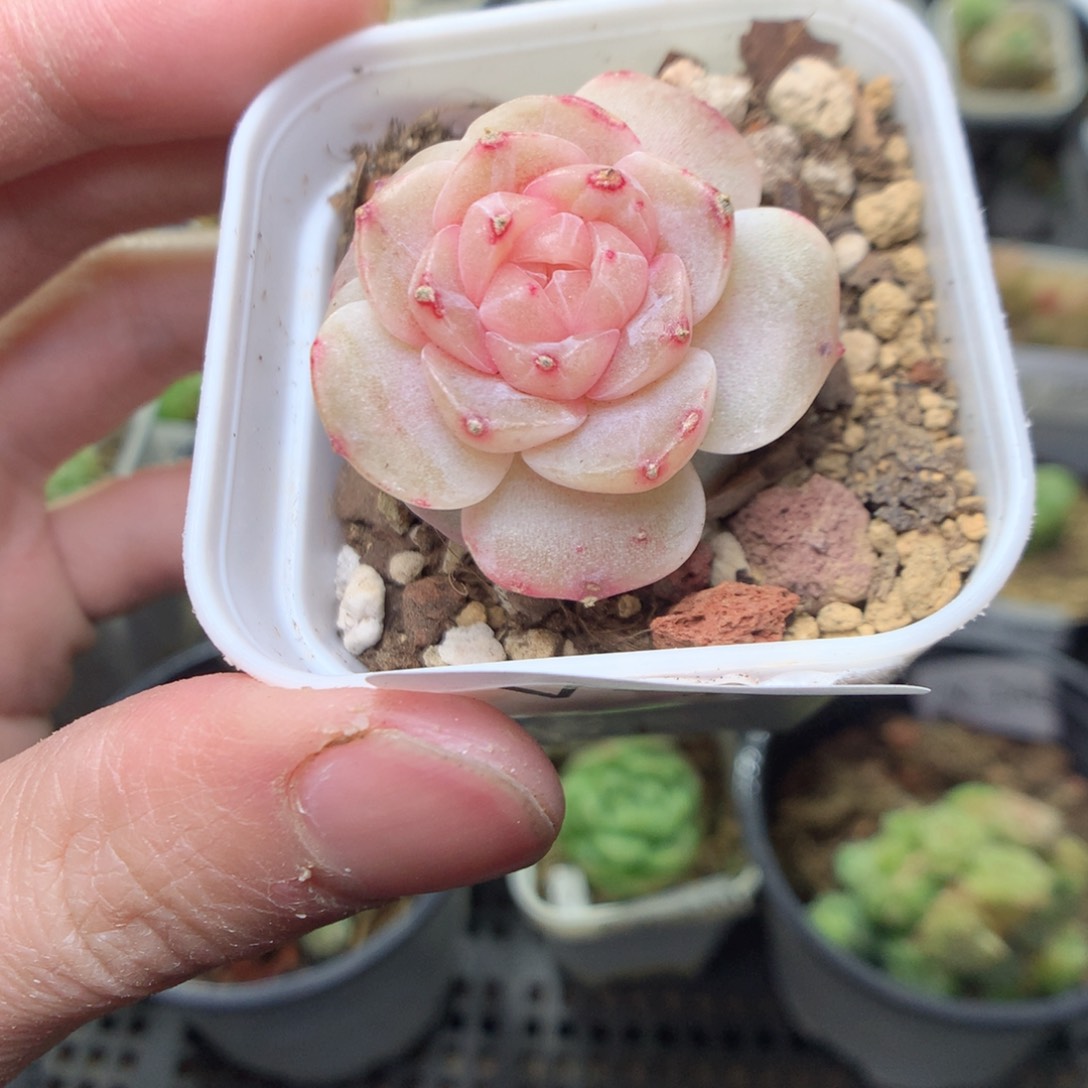 V152y y y y y y y y y