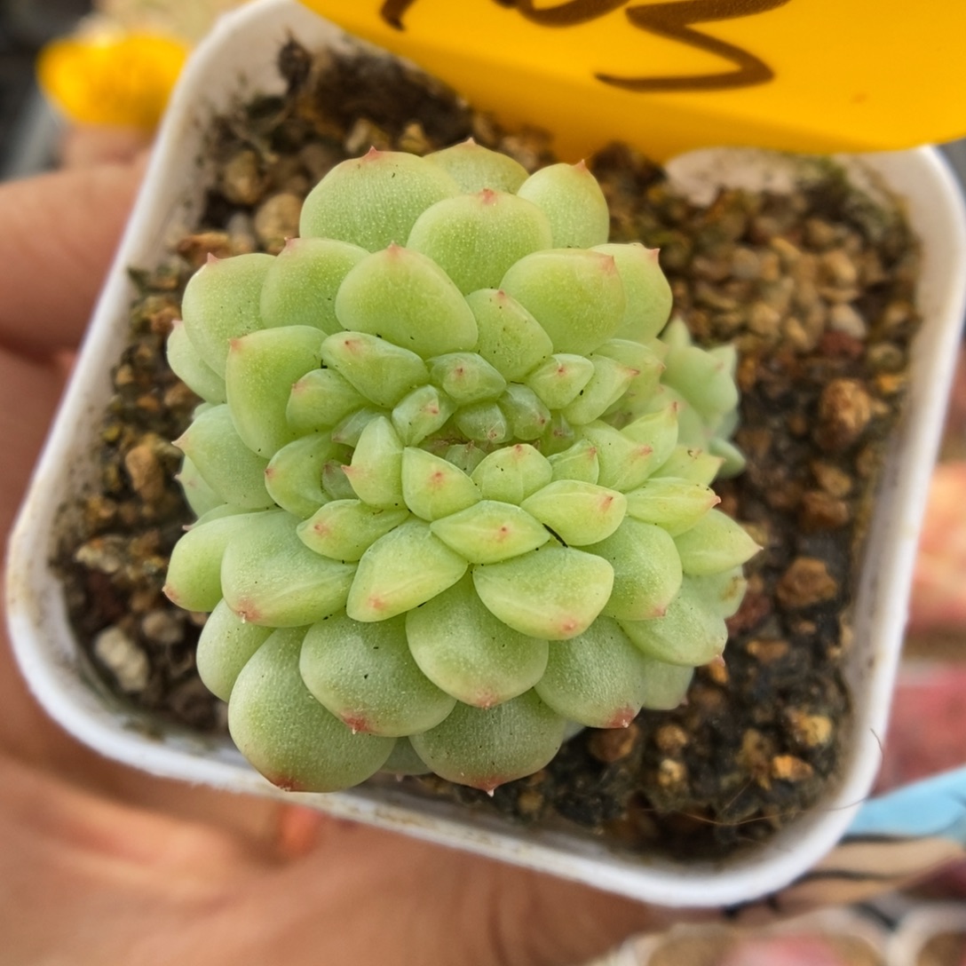 纸鸢缀化可拍903号。 