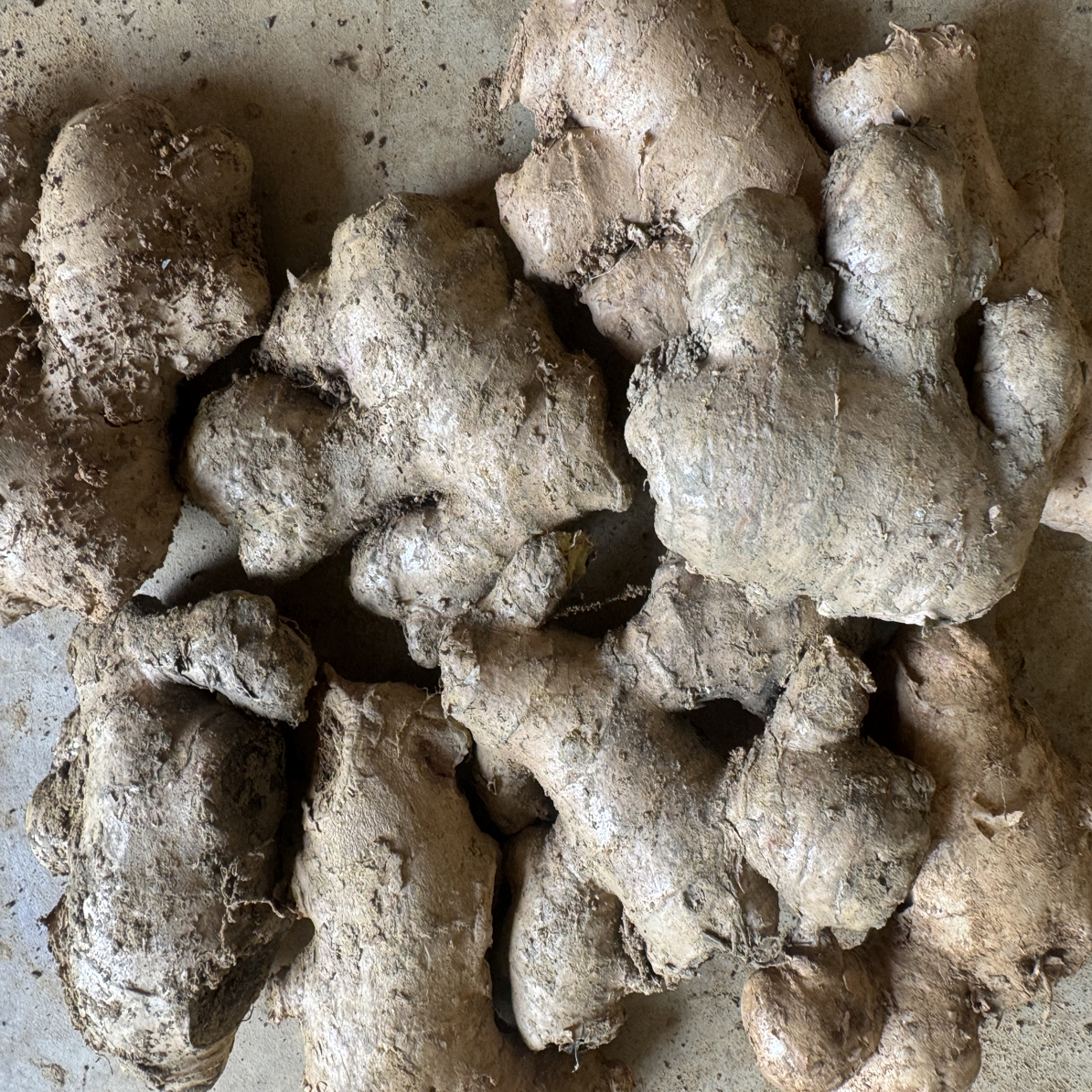 云南正宗小黄姜新鲜现挖厨房用姜姜香浓郁（理疗泡脚）专用