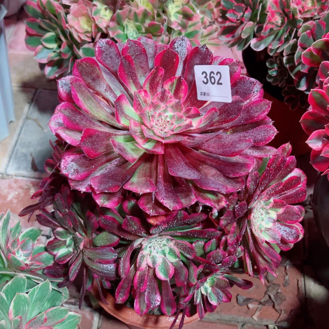 362同花顺法师多肉植物