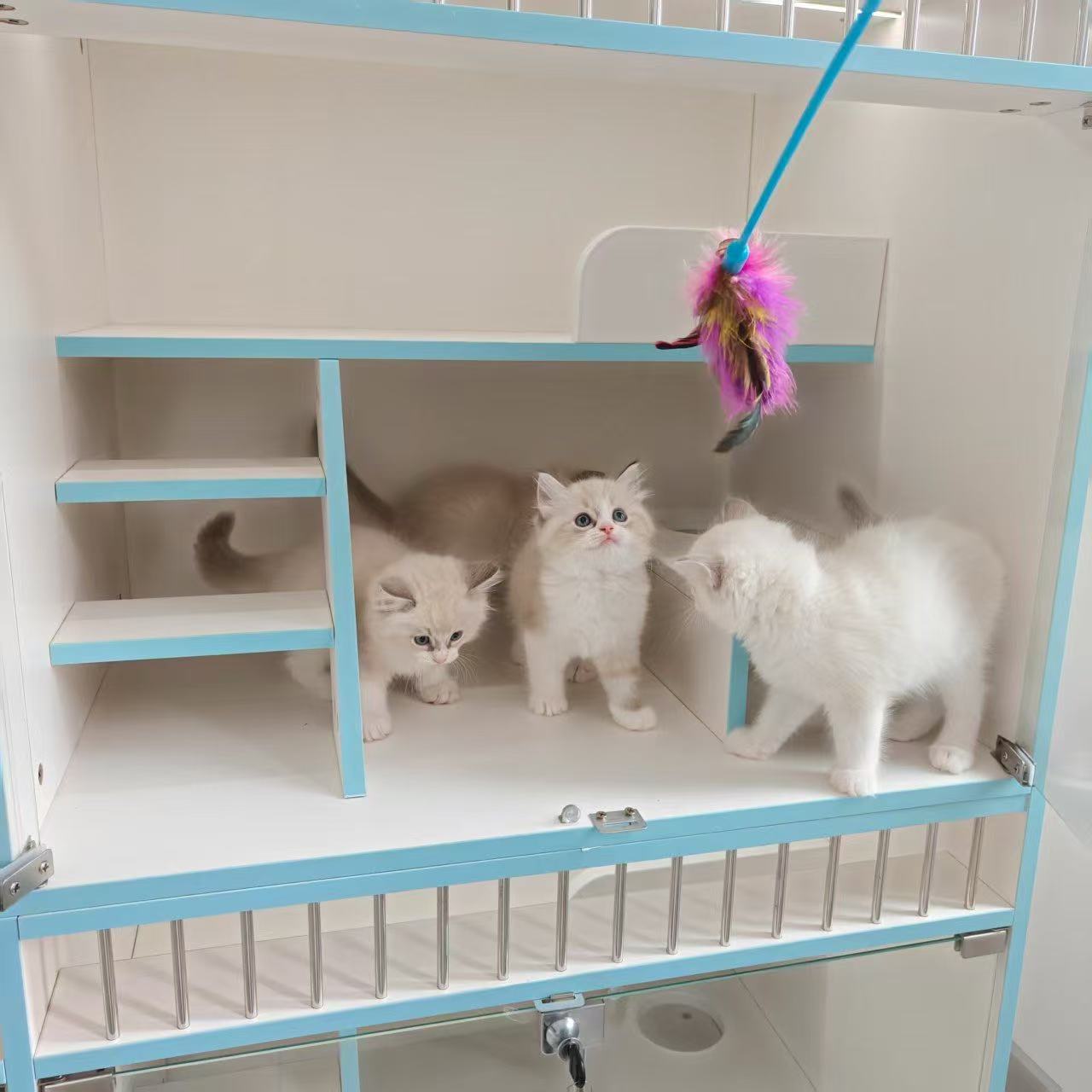 可爱粘人的布偶猫妹妹A0