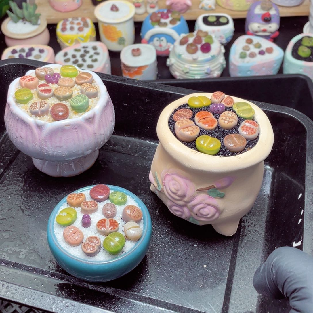 w5381-一份三盆量拍，带盆土发货，零下地区拍保温箱