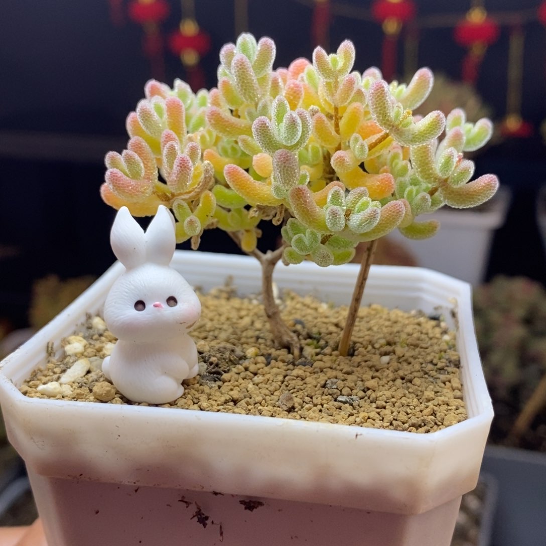 107号优选冰晶枝干多肉