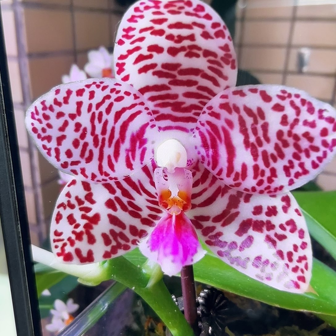 当前无花栽培后可以开花龙峰