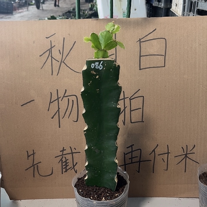 完全开放086一颗30元