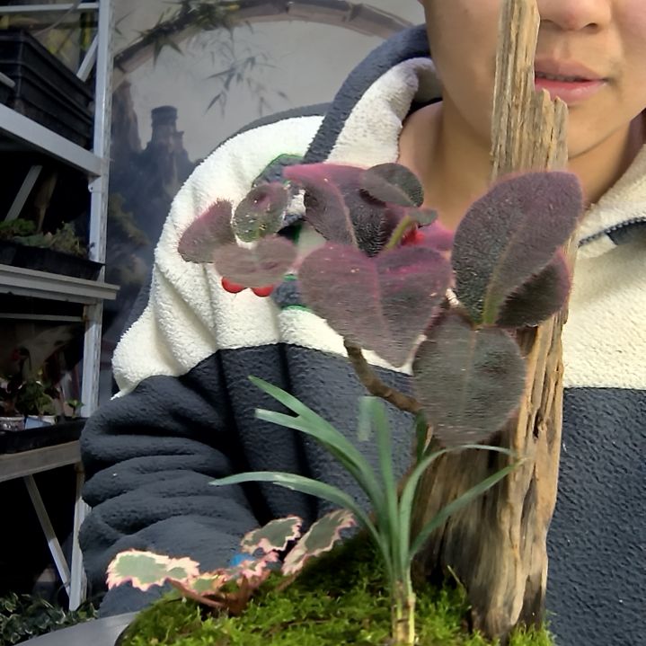 王***煜中青园艺一物一拍花201