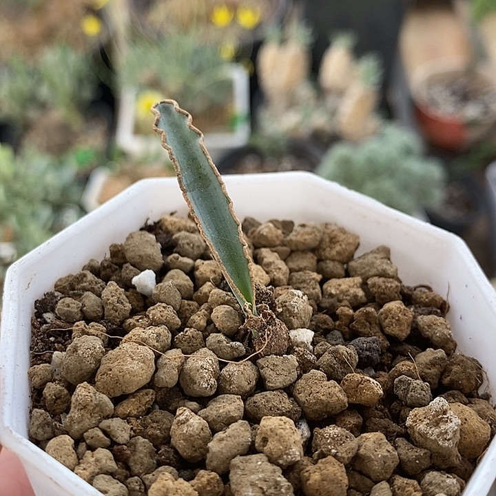 蛞yu弹簧草一一一一
