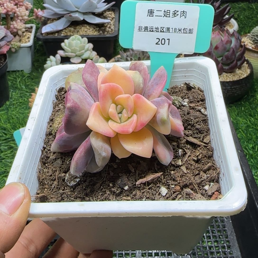 唐二姐多肉编号201