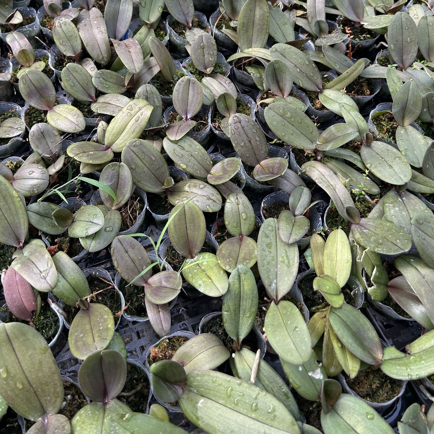 【1.7寸宝宝苗】蝴蝶兰 品种多样 根系好 满25包邮