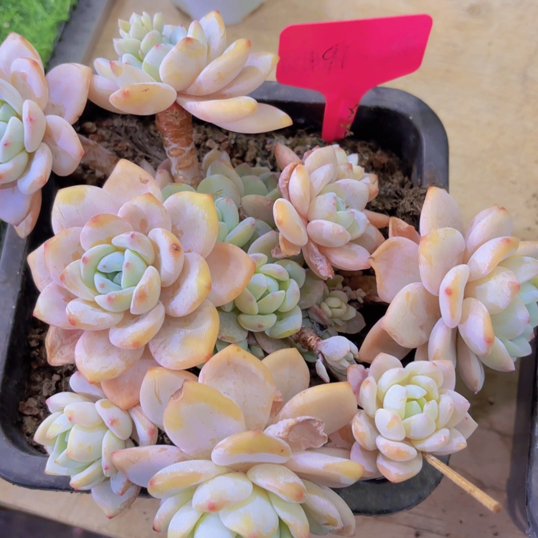 我的小可爱小可爱小可爱