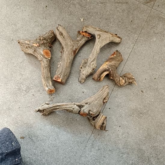 人***）香榧木崖柏原叉崖柏原叉崖柏