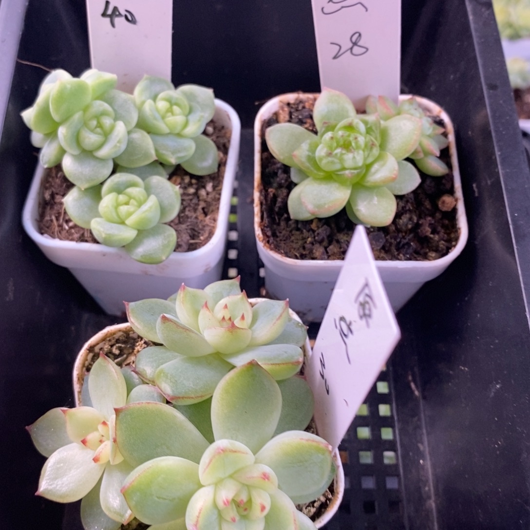 原***点原点三颗一组包邮