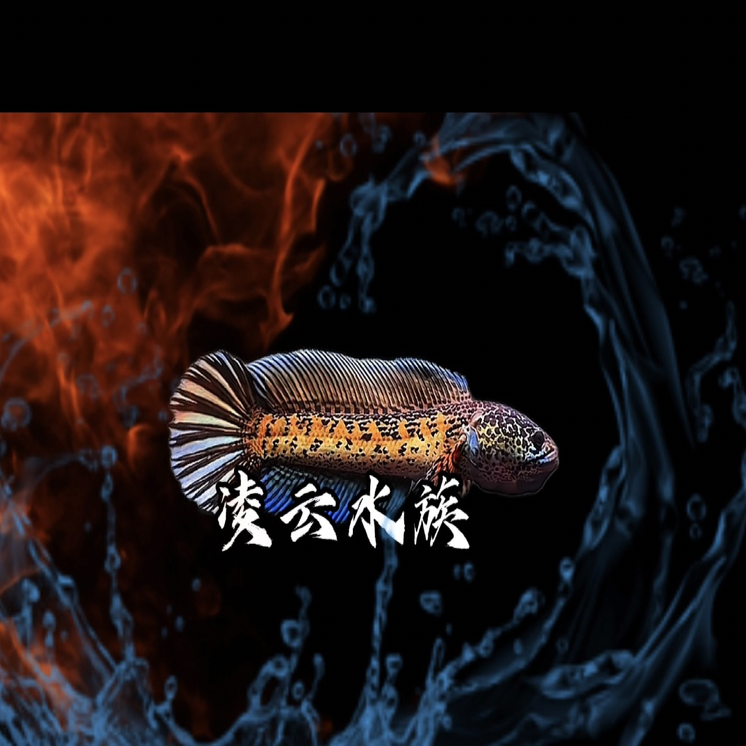 凌云水族雷龙鱼 直播间链接