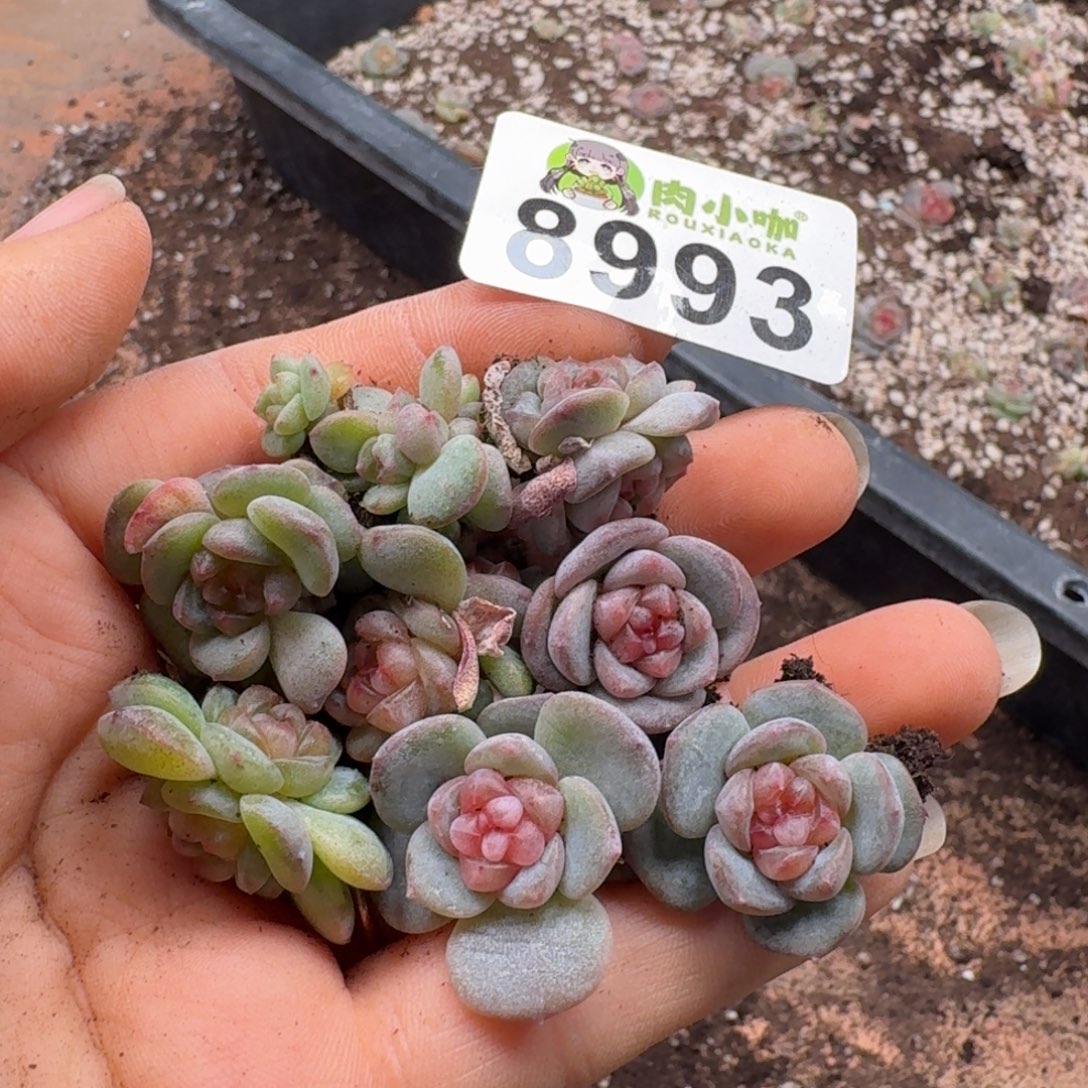 多肉植物多肉植物