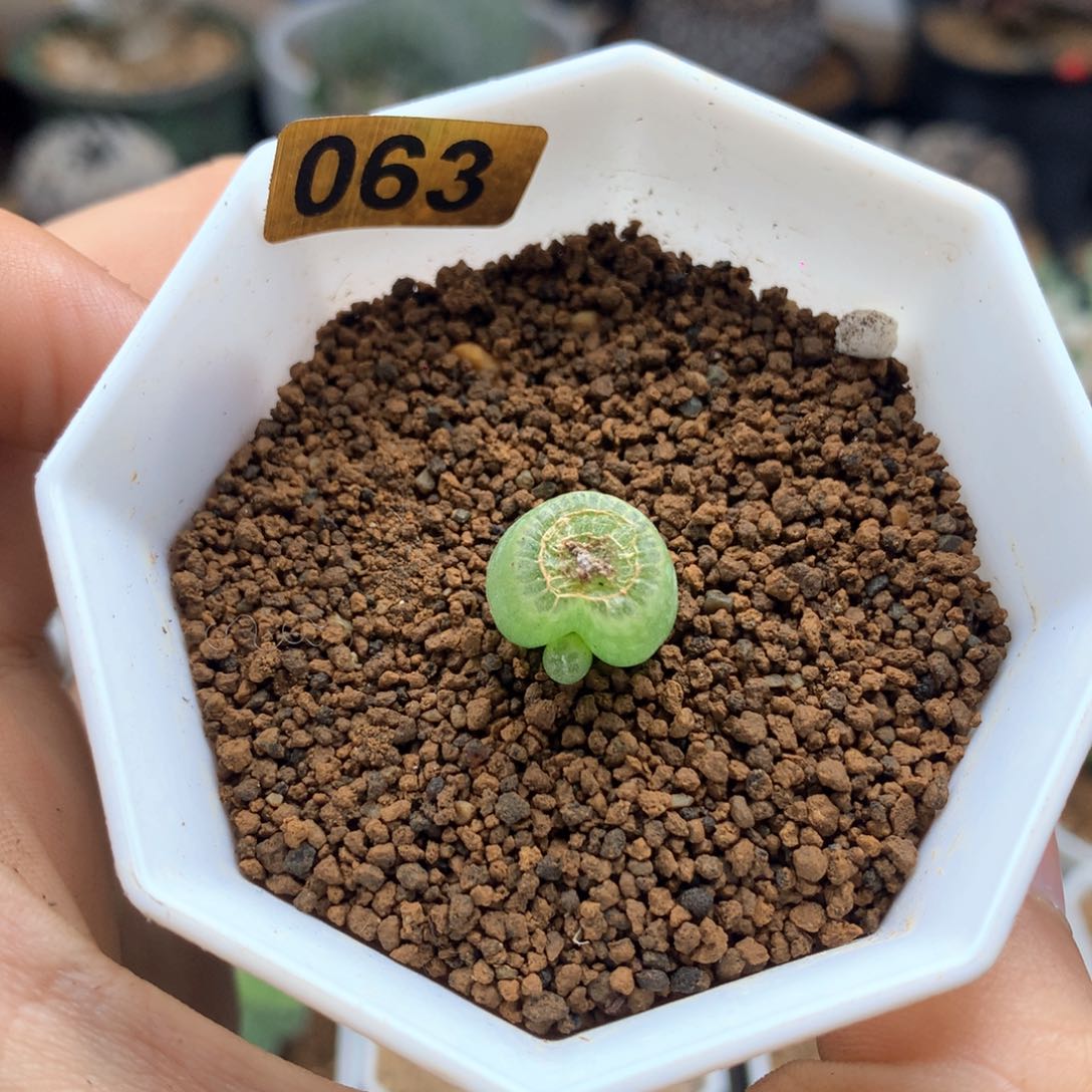 正版佛座箍带盆发货多肉