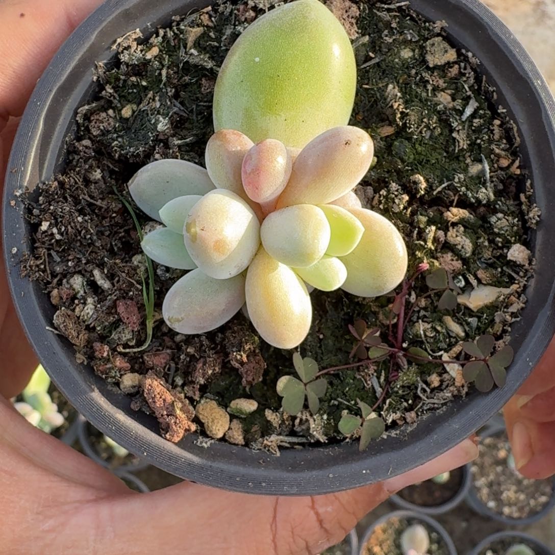 奶龙 叶插  一物一拍