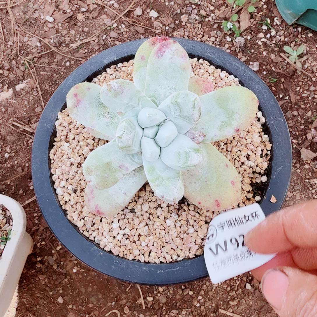 9252拇指仙女杯多肉