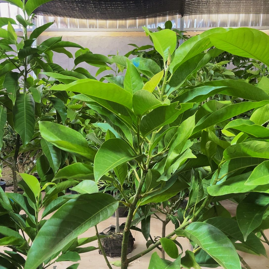 完全开放白兰花两颗福利价100