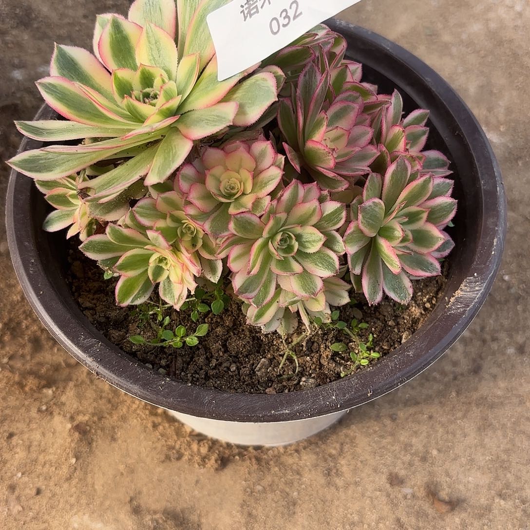 倾城多肉植物多头32