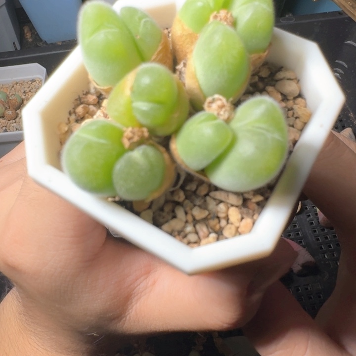 hvxxsfyhjjhvfgyijhyu