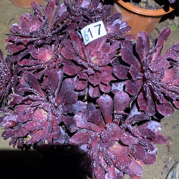 多肉植物法师617黑铜壶