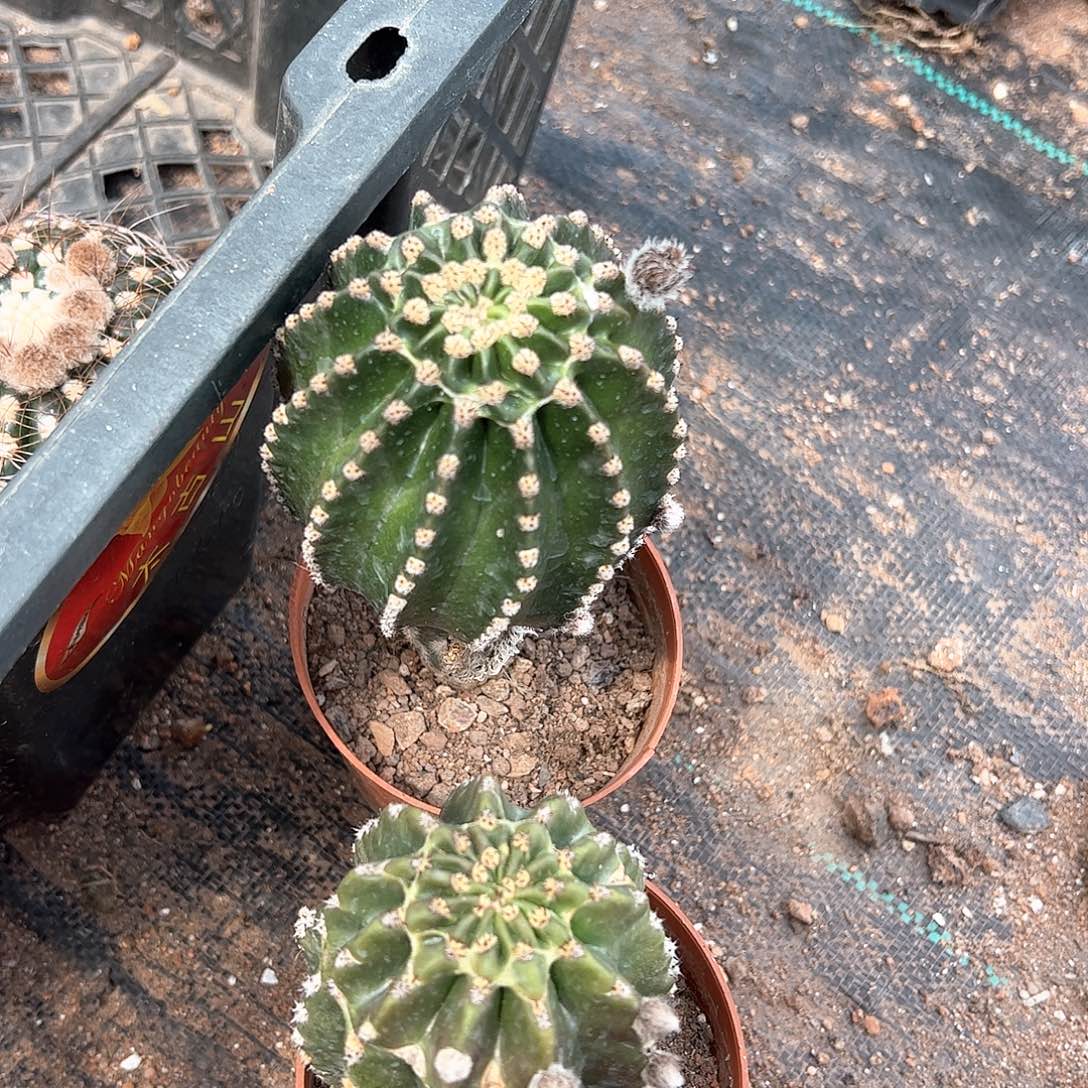 金刚2个带盆，偏远不包邮