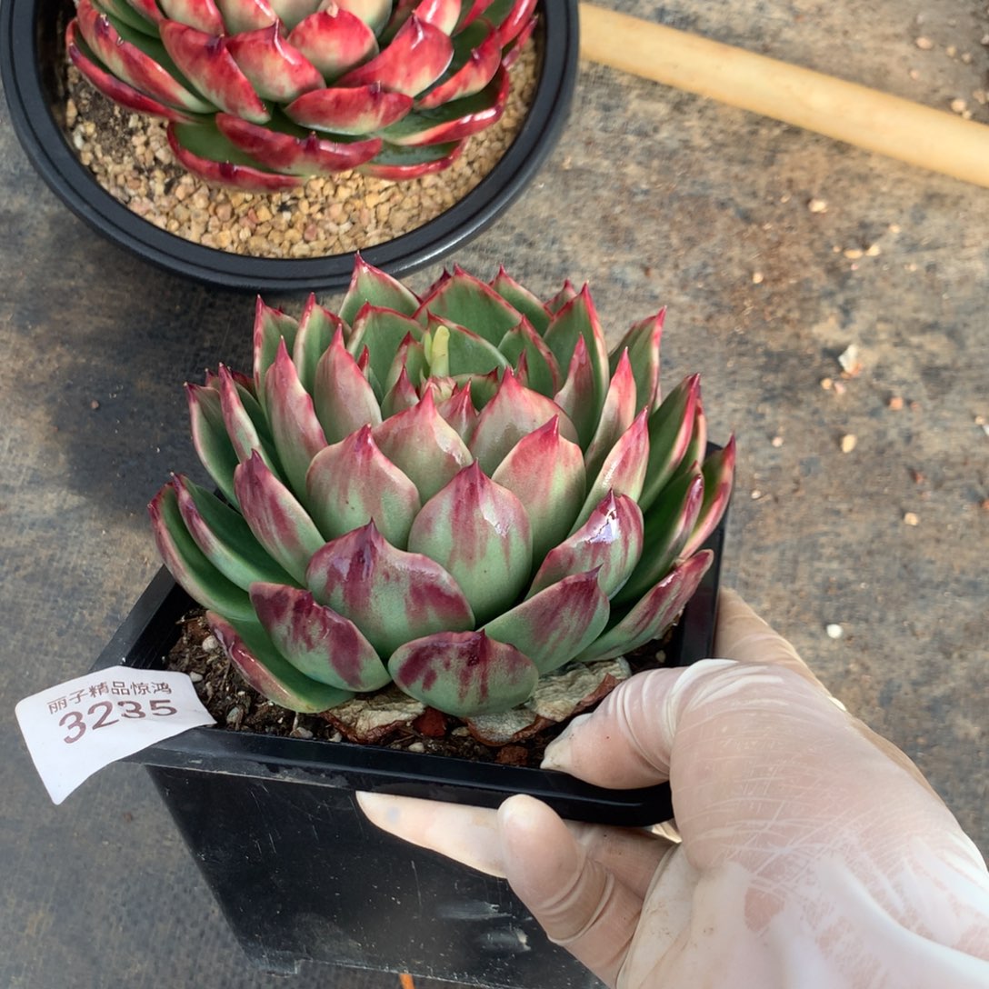 灼***华3235一物一拍12厘米寄养