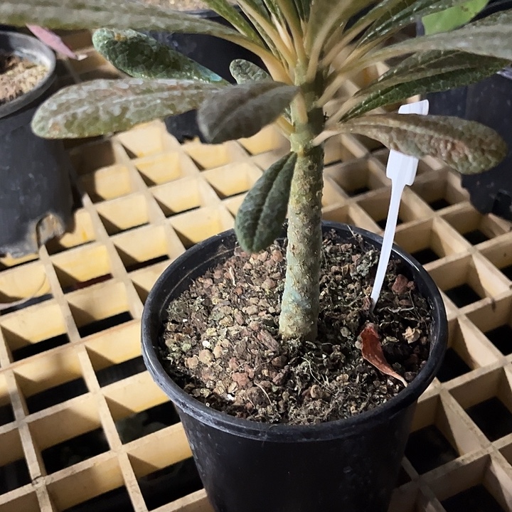 块根巨流桑zzzzzzzz