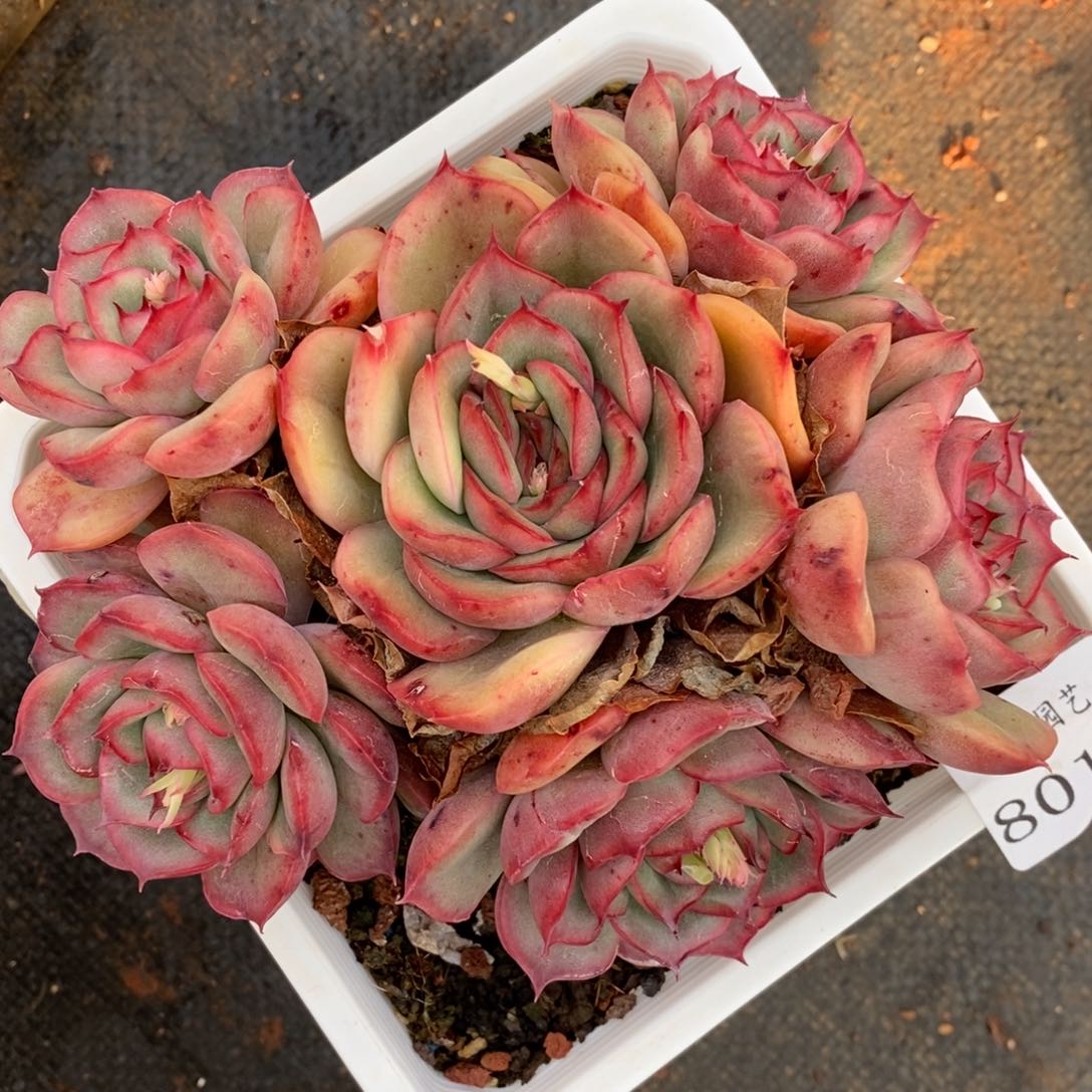 8012杂交多肉老桩