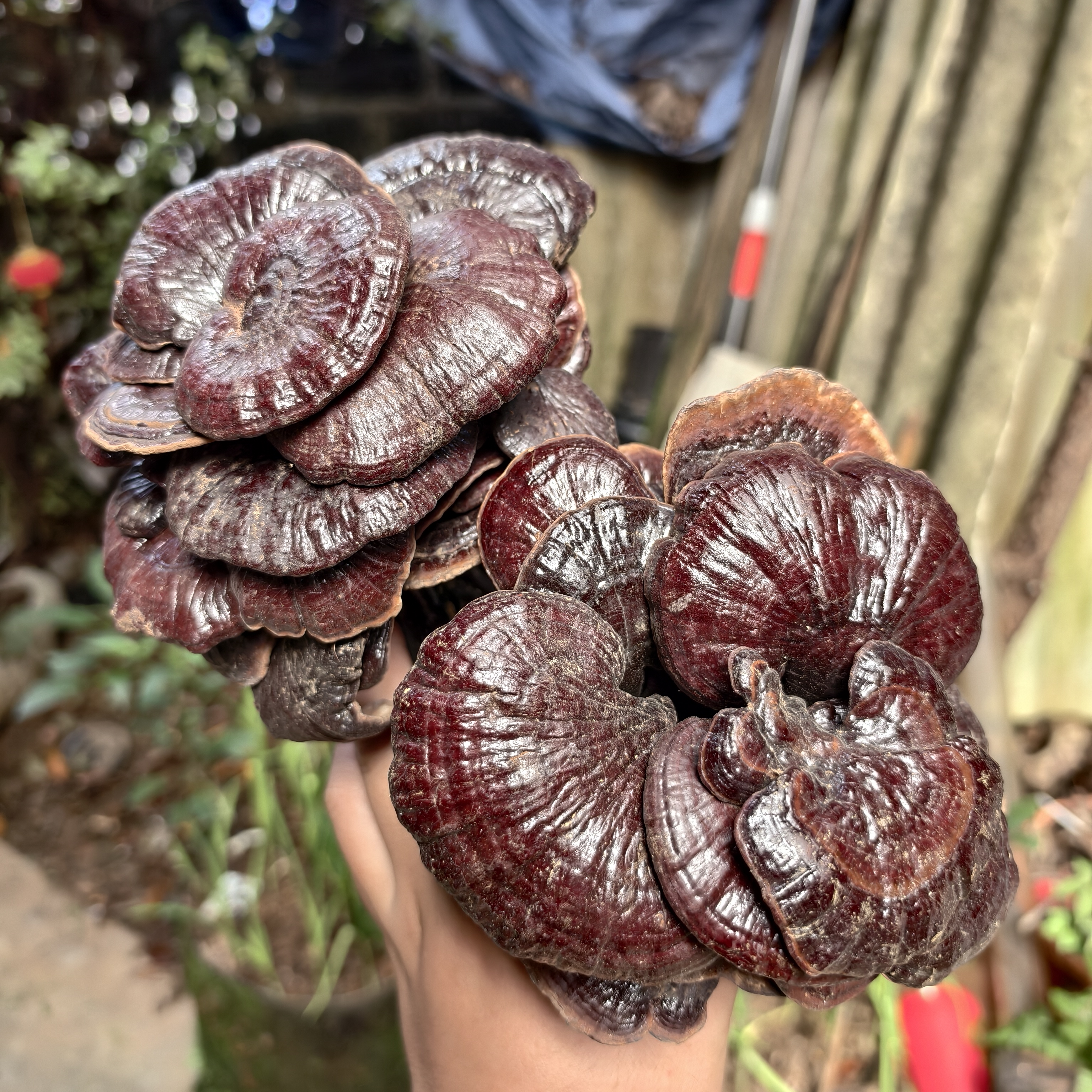 【云南特产】正宗野生竹灵芝煲汤煲水泡酒干货滋补营养250g