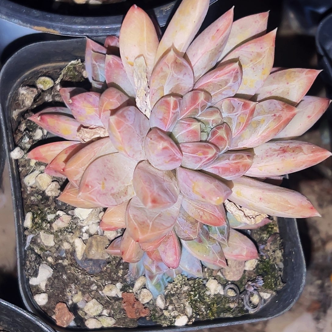 桔云多肉美人精品系列