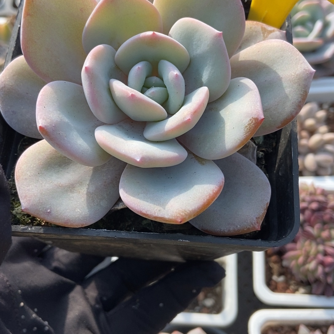 852奶茶多肉植物多肉