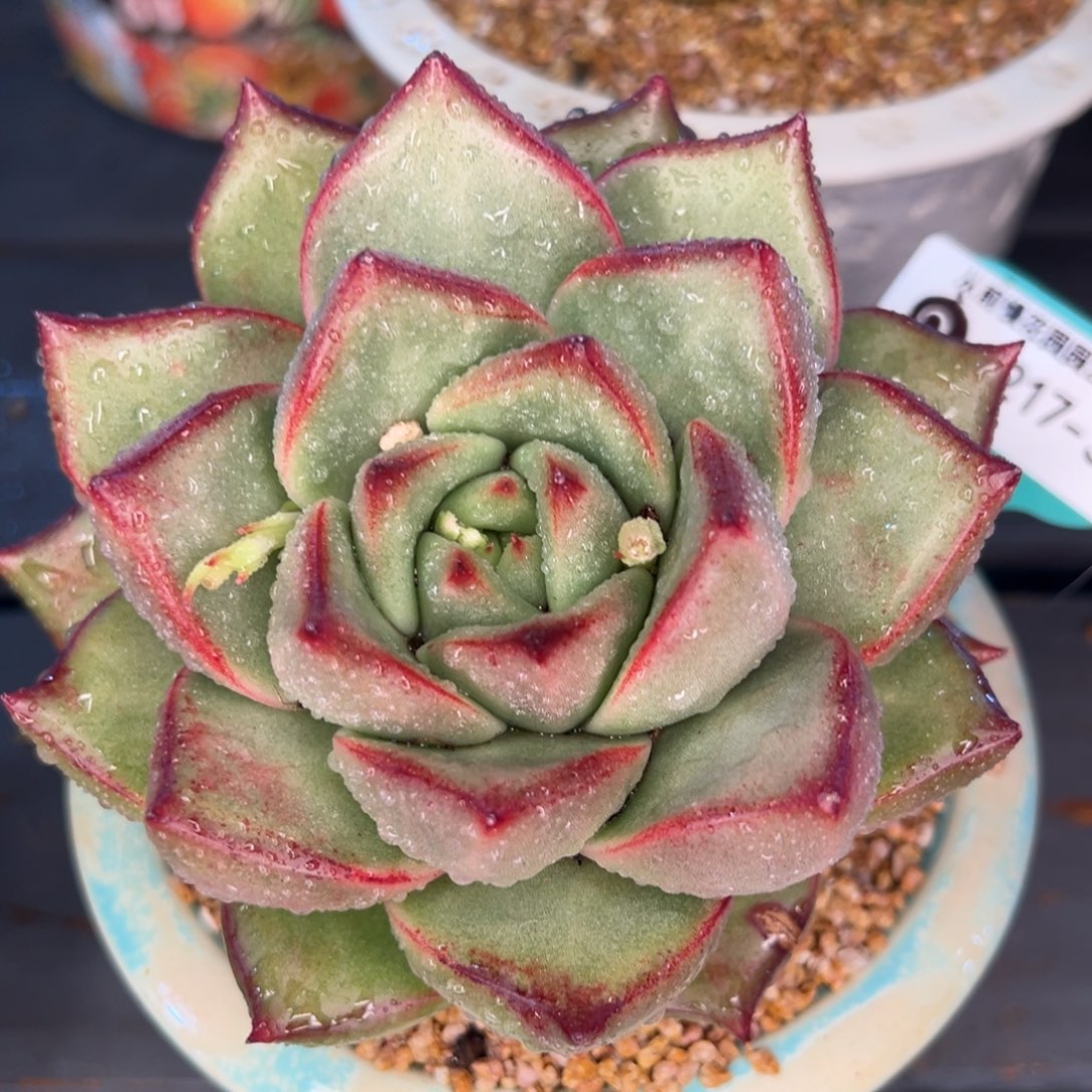 从前慢多肉精选编号0217.300