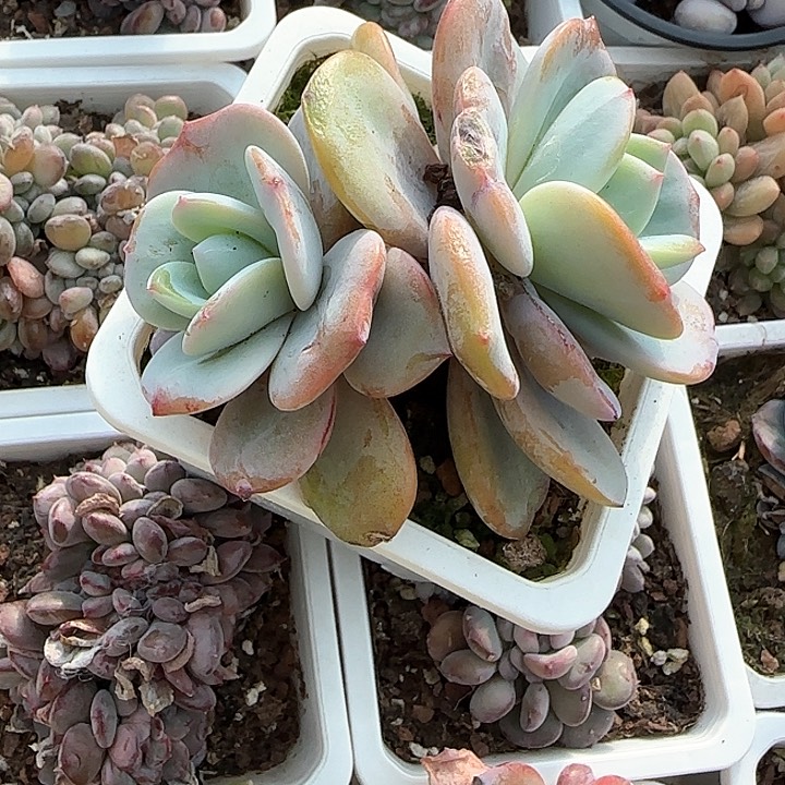 青蛙王子儿童牙膏111