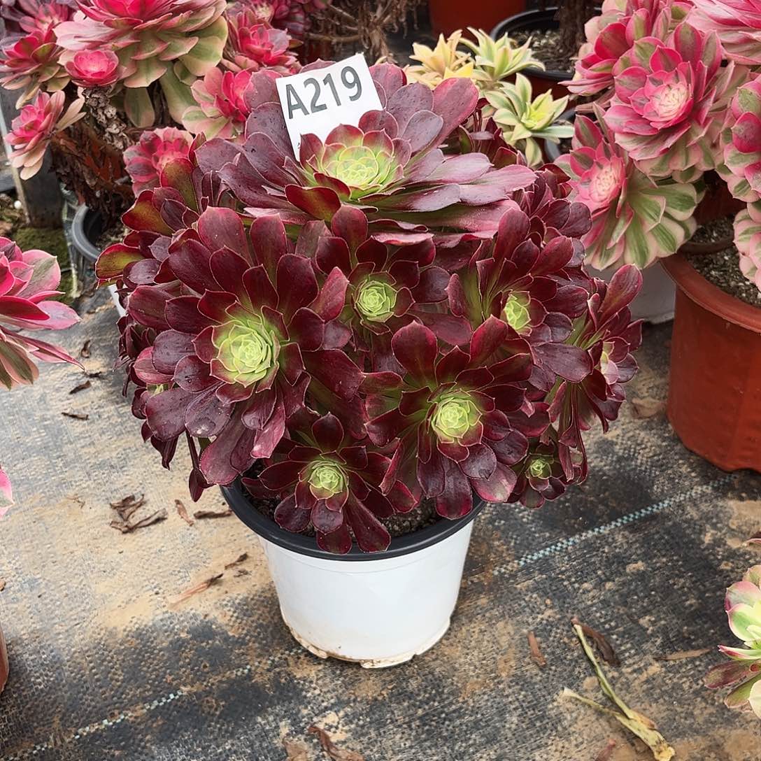 多肉植物安娜锦219多肉