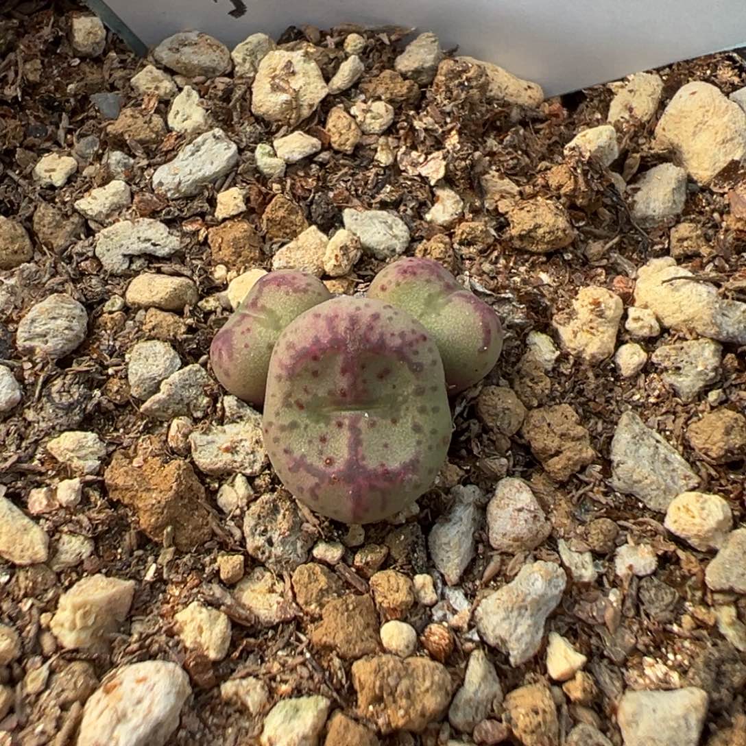 27-30八重垣姬猴脸多肉