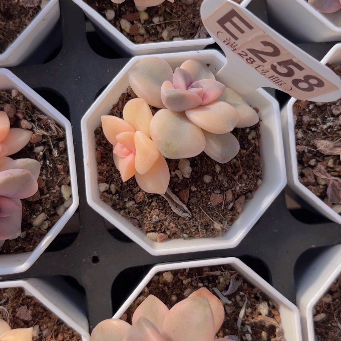 E258紫了锦一物一拍