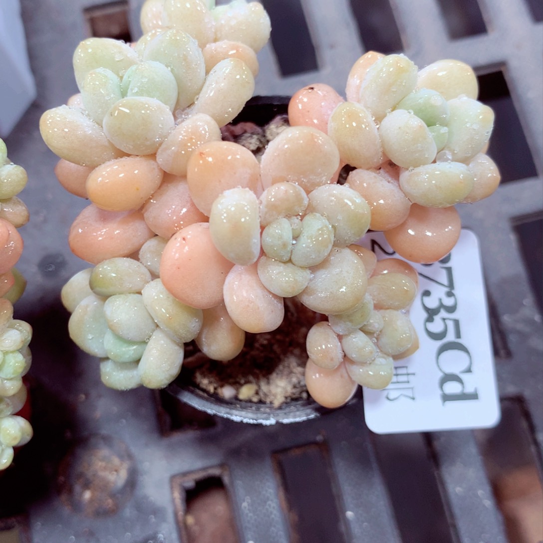 5厘米盆精控多肉3735