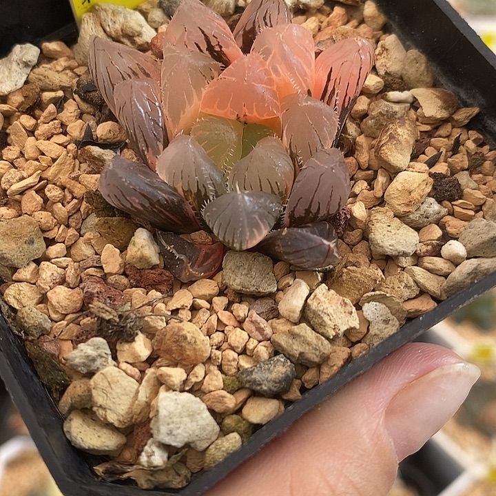 468实生玉露锦一物一拍