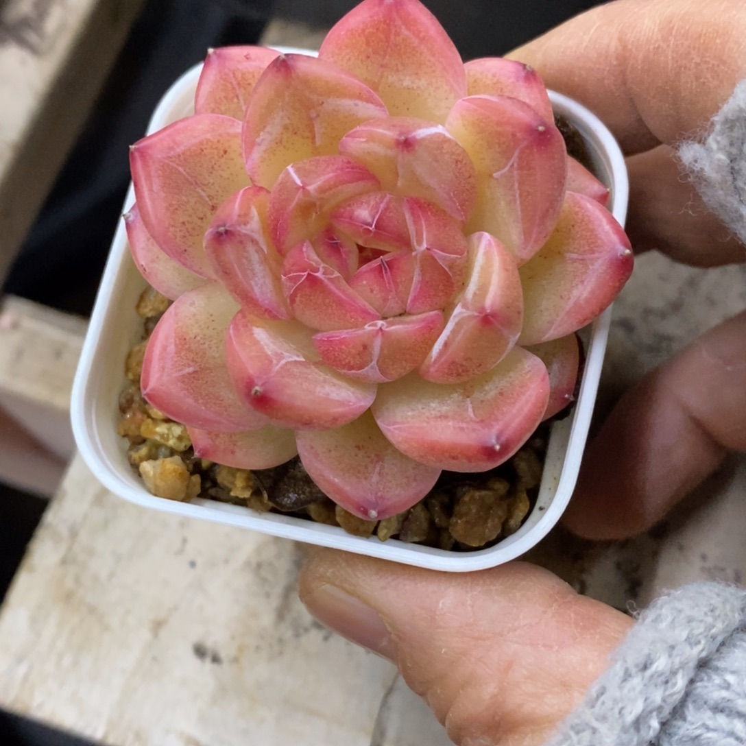 精品多肉一物一拍不包整239