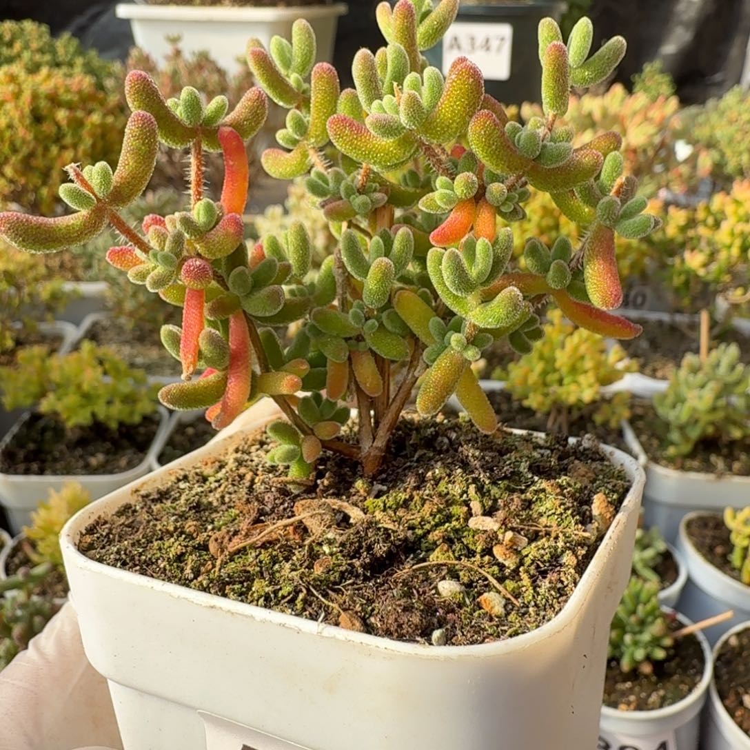 A414红叶枝干一物一拍