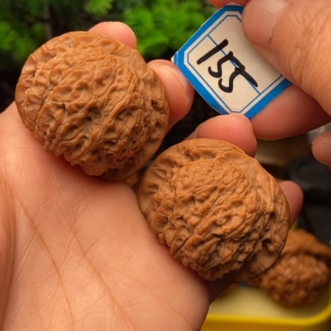 文玩核桃吊坠血麒麟41